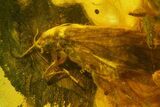 Three Fossil Caddisflies and Two Flies in Baltic Amber #159800-1